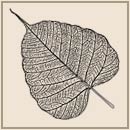 Bodhi leaf