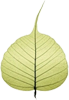 Bodhi leaf